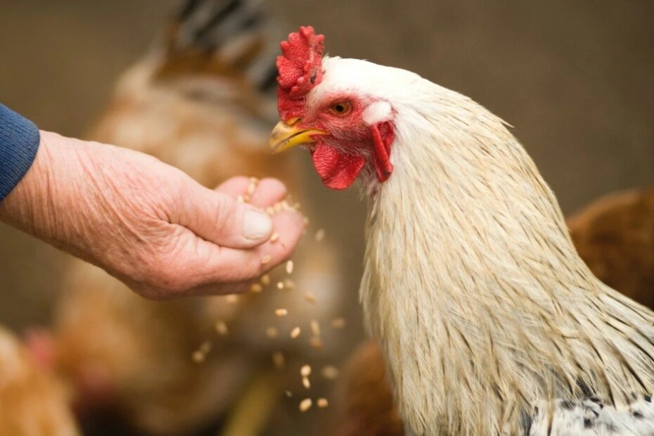 Cotação do frango vivo registra queda de 1,80% em SC