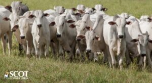 Queda subita na cotacao da novilha em SP