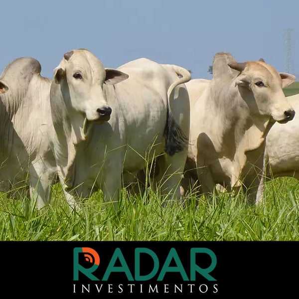 Radar Investimentos: Mercado físico do boi gordo deve iniciar a semana com...
