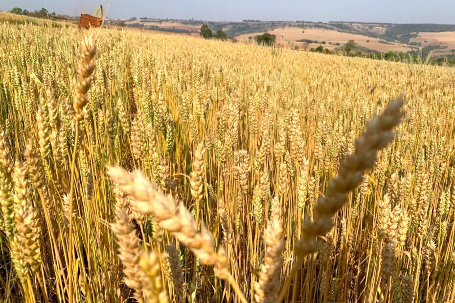 AgÃªncia Minas Gerais | Pesquisas da Epamig sobre cultivar de trigo para silagem apresentam resultados promissores