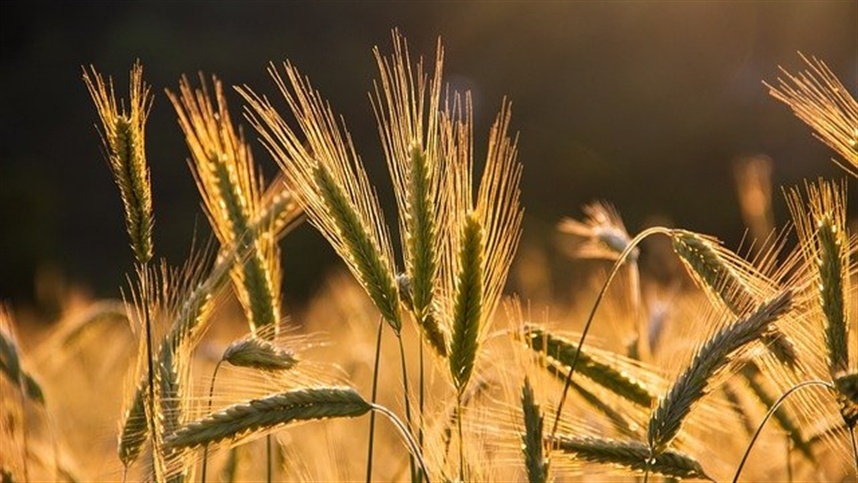 Cultivar de trigo para silagem apresenta resultados positivos