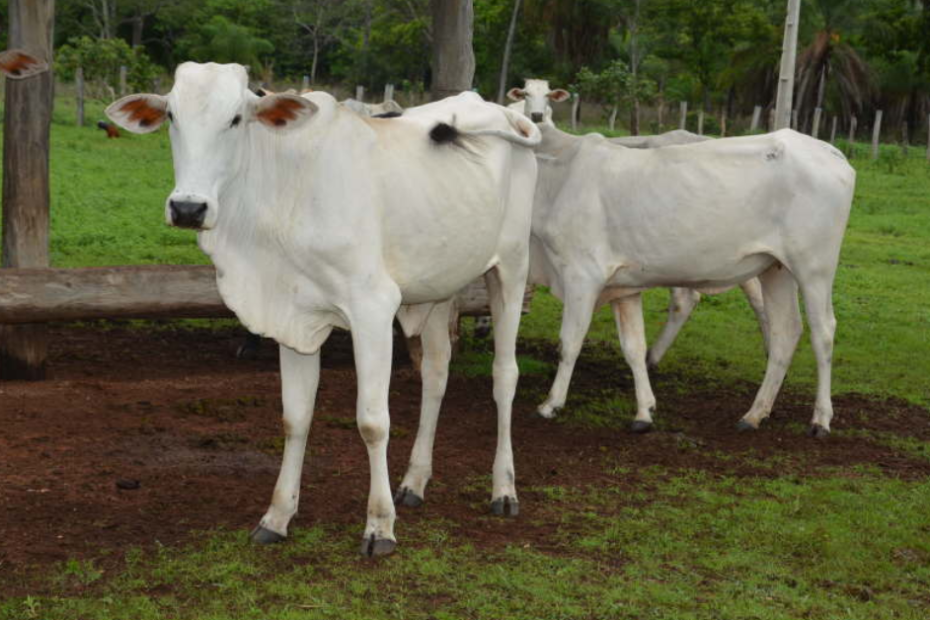São Paulo lidera avanços em proteção animal e inovação na pecuária; veja vídeo • Portal DBO