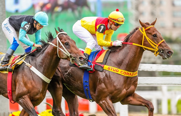 Formando um campeão: a criação de um cavalo de corrida no Jockey Club de SP