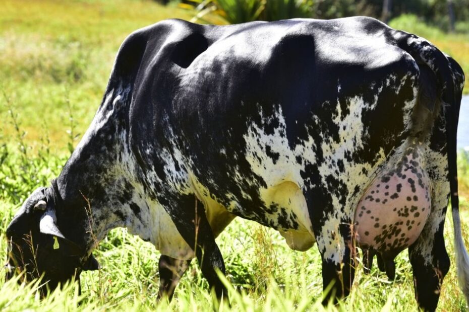 Vaca Girolando: especialista dá dicas para estimular a produção leiteira na fazenda