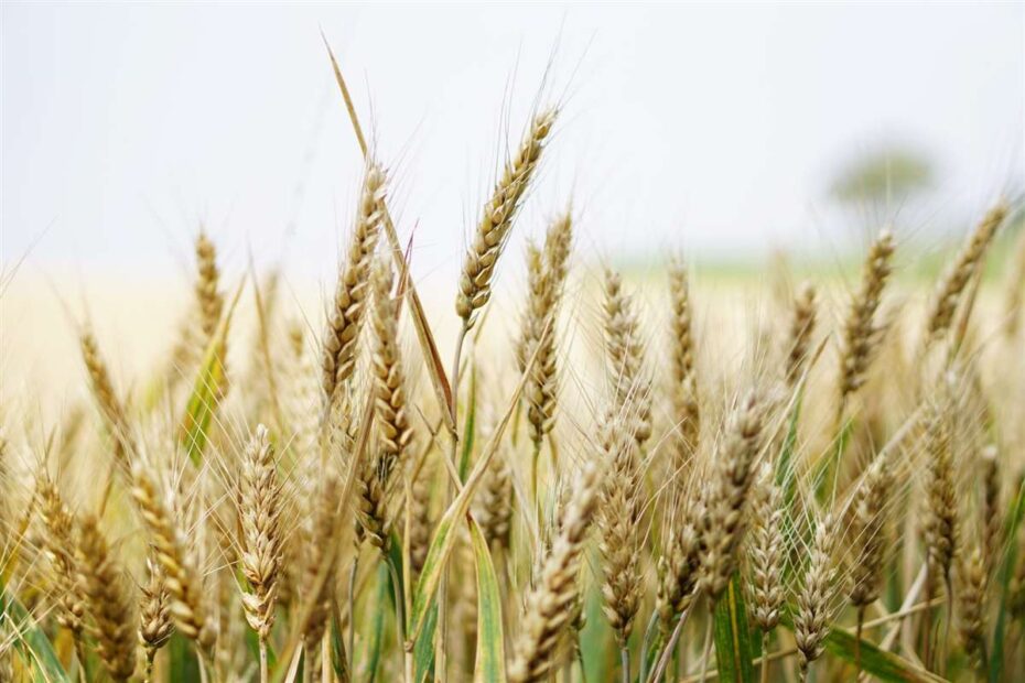 Silagem de trigo pode ser uma alternativa a silagem de milho?