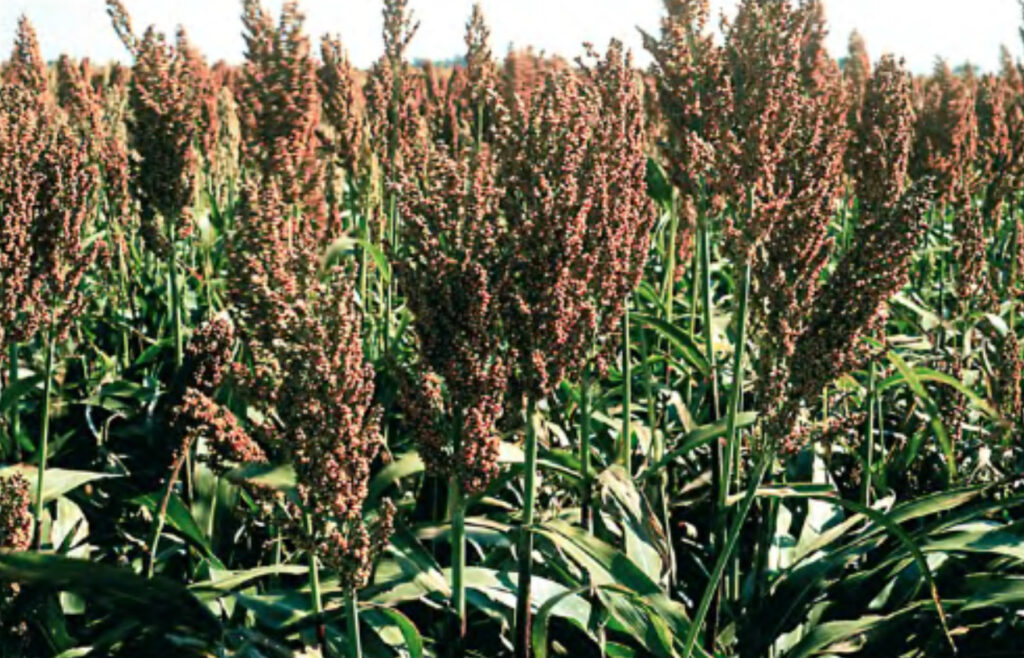 Livre de glúten, o sorgo é uma alternativa ao trigo