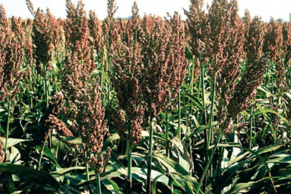 Livre de glúten, o sorgo é uma alternativa ao trigo