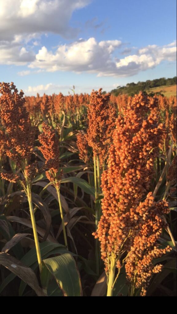 Sorgo lidera crescimento agrícola brasileiro em 2023