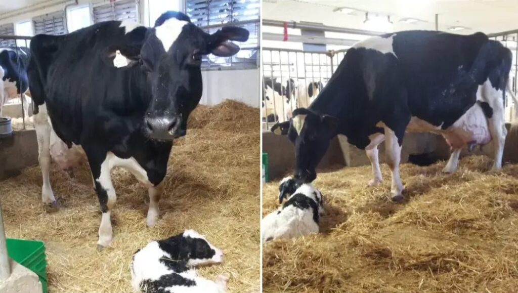 Vaca bateu recorde mundial de produção com 216.891 kg de leite — CompreRural