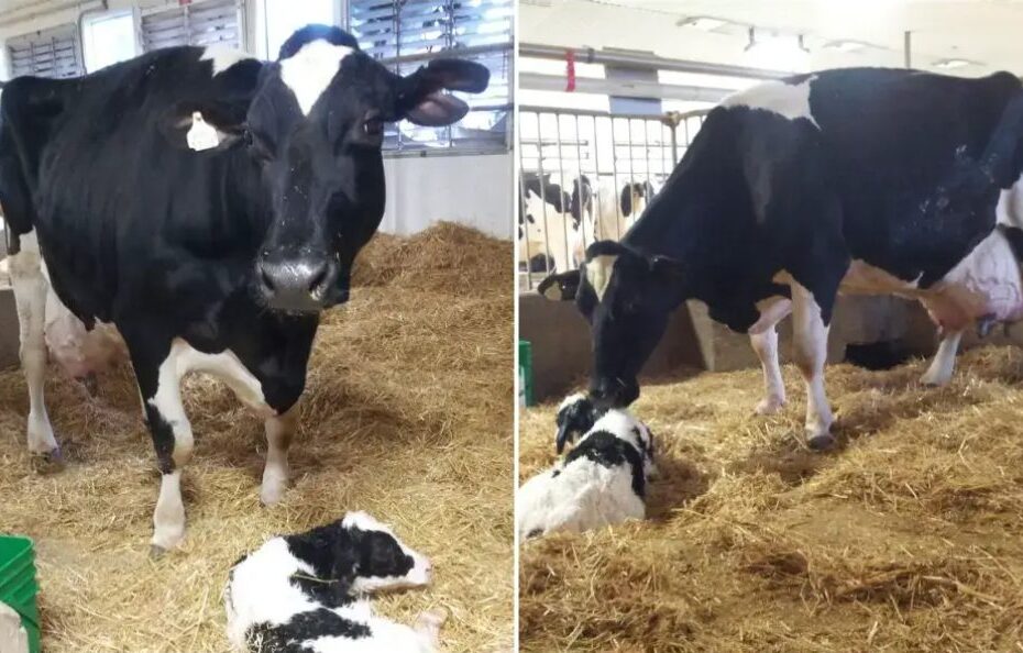 Vaca bateu recorde mundial de produção com 216.891 kg de leite — CompreRural