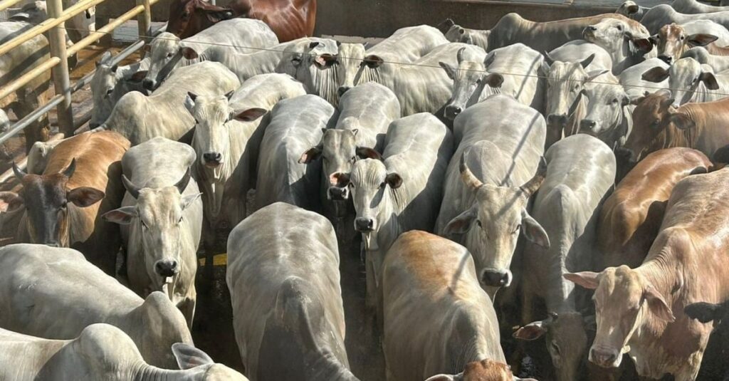 Vacada gorda e bem acabada enche a tela de qualidade de carne em MT