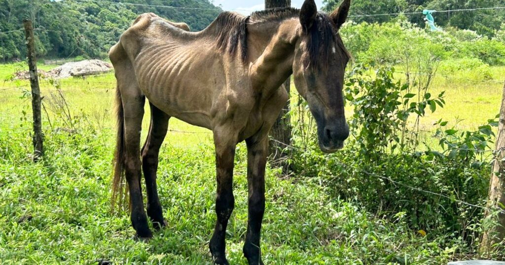 Xanthus, cavalo que foi resgatado após sofrer maus-tratos, morre em Brusque