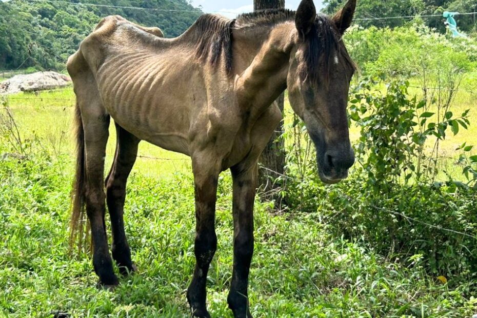 Xanthus, cavalo que foi resgatado após sofrer maus-tratos, morre em Brusque