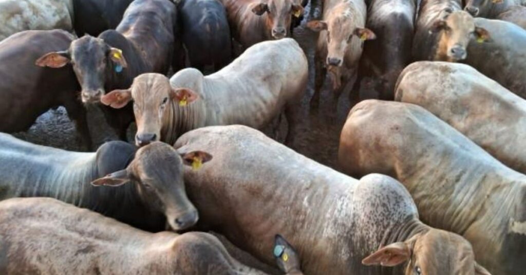 A boiada de 22@ rendeu bônus extra de R$ 170/cabeça! 7 Boiada 100% zero dentes de quase 22@ garantiu bônus extra de quase R$ 170 por cabeça