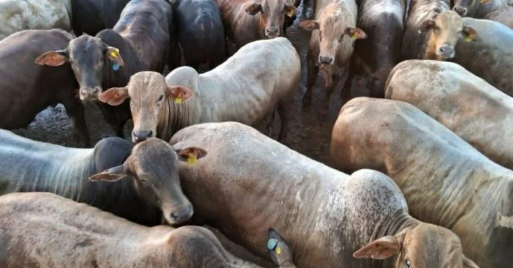 A boiada de 22@ rendeu bônus extra de R$ 170/cabeça! 44 Boiada 100% zero dentes de quase 22@ garantiu bônus extra de quase R$ 170 por cabeça