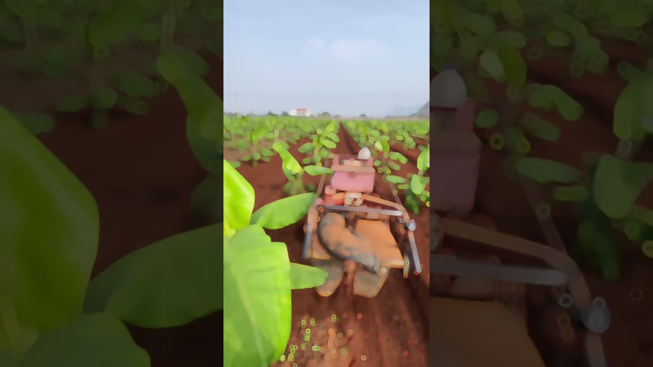 “A incrível ferramenta na bananeira!” #cultura #agricultura