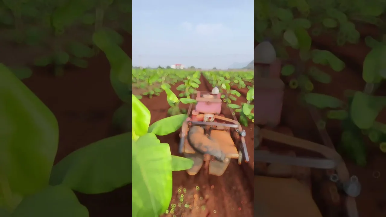 "A incrível ferramenta na bananeira!" #cultura #agricultura 8 a incrivel ferramenta na bananeira cultura agricultura