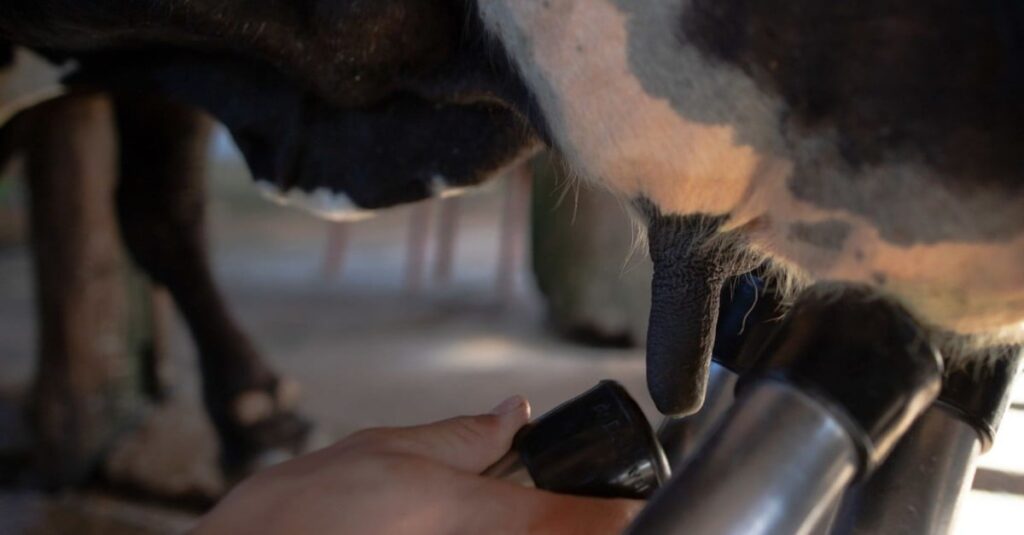 Administrando o leite da vaca: forneça o alimento para o bezerro sem prejuízo na ordenha