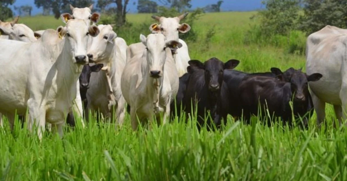 Crescimento inesperado do abate. 6 Abate de bovinos e suínos cresce no 4º trimestre de 2023