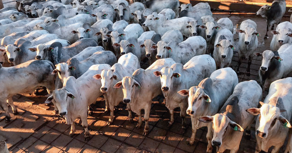 abate de bovinos sobe 19,9% no 4º tri de 2023 ante 4º tri de 2022 • Portal DBO