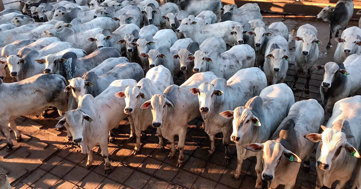 abate de bovinos sobe 19,9% no 4º tri de 2023 ante 4º tri de 2022 • Portal DBO