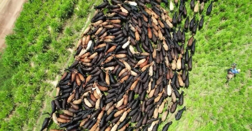 Abel Leopoldino: precursor do cruzamento industrial. 2 Abel Leopoldino: o que fez e o que pensa um dos precursores do cruzamento industrial no Brasil?