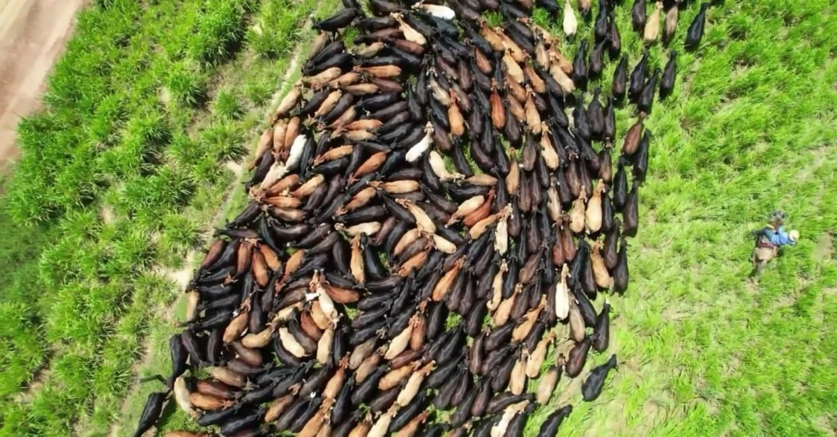 Abel Leopoldino: o que fez e o que pensa um dos precursores do cruzamento industrial no Brasil? 