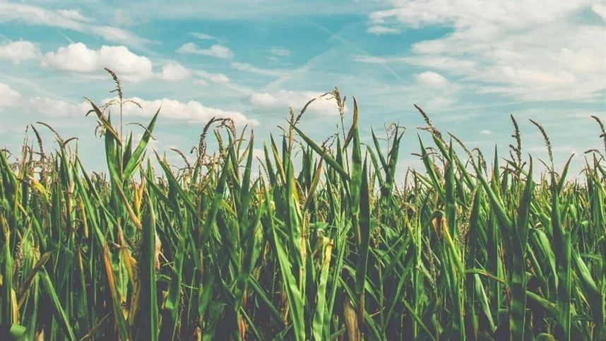 O Portal do conteúdo Agropecuário. Confira: Noticias atualizadas, Previsão do tempo, cotações, sistemas especialistas de produtos agro, Colunistas, Classificados gerais.