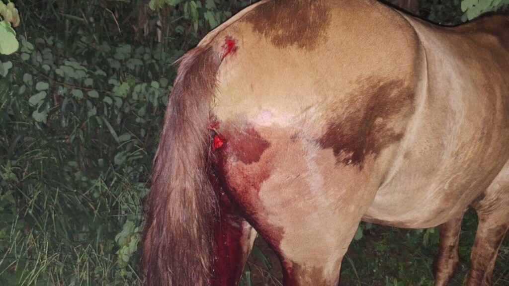 Motorista atropela cavalo na estrada e deixa cavaleiro ferido em Formiga, MG
