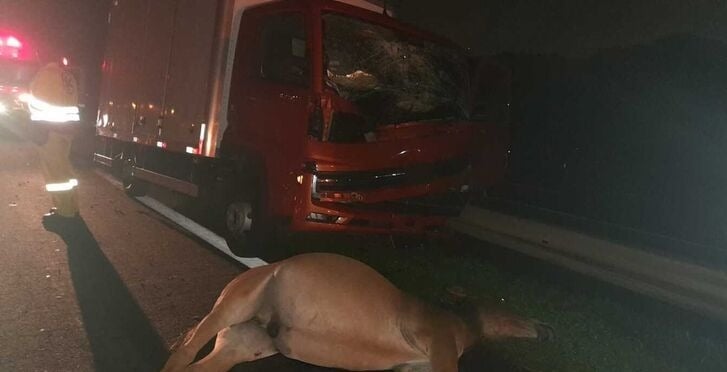 Caminhoneiro fica ferido após atropelar cavalo na rodovia Washington Luís