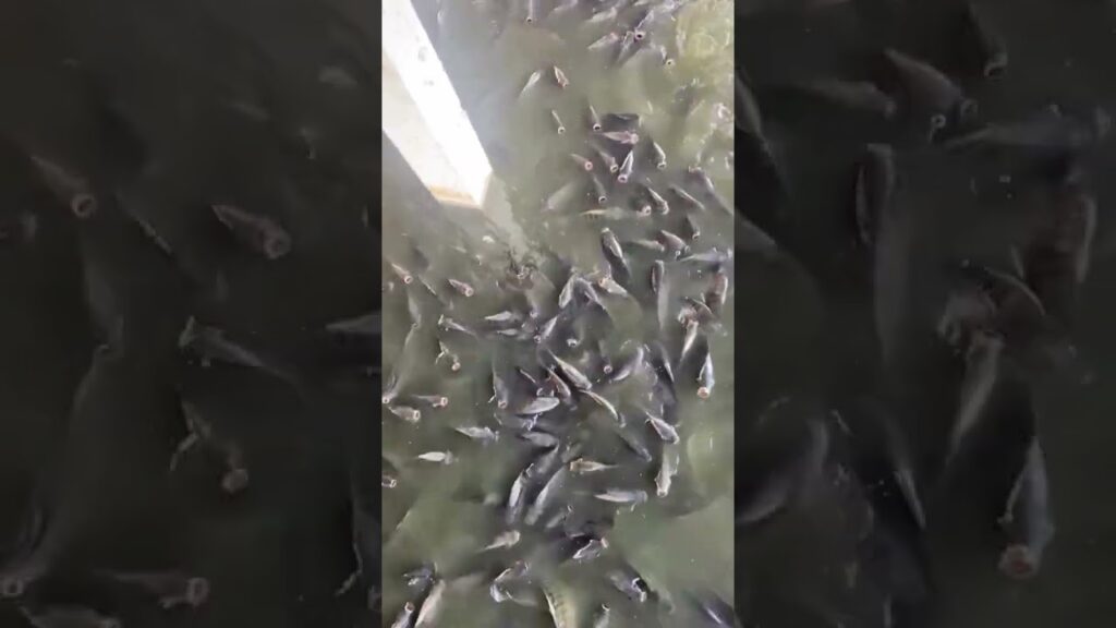 agrinova avancos na producao integrada f09f8cbef09f9093f09f909f