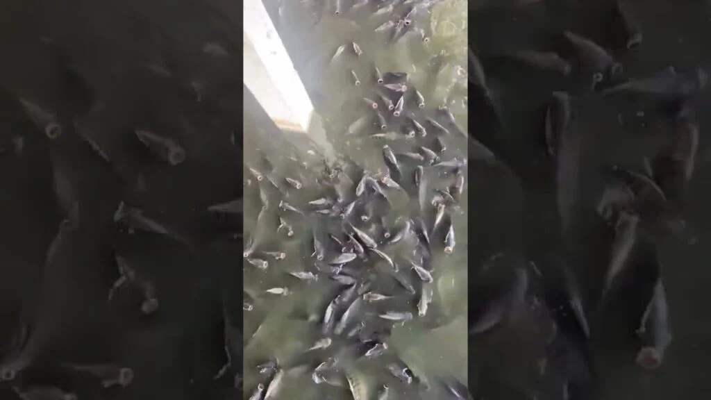 Agrinova: Avanços na Produção Integrada 🌾🐓🐟 16 agrinova avancos na producao integrada f09f8cbef09f9093f09f909f