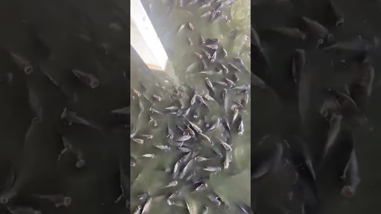 Agrinova: Avanços na Produção Integrada 🌾🐓🐟