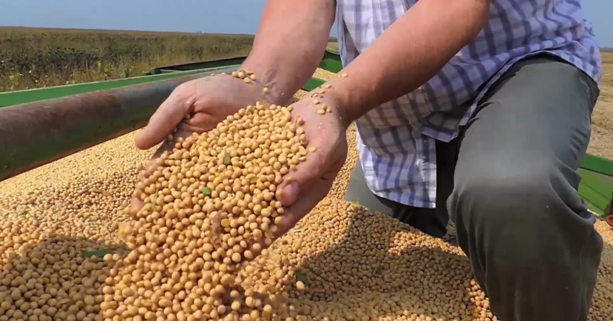 Agroconsult surpreende com redução na previsão de safra de soja 2023/24 3 Agroconsult reduz previsão para safra de soja 2023/24 para 152,2 milhões de toneladas • Portal DBO