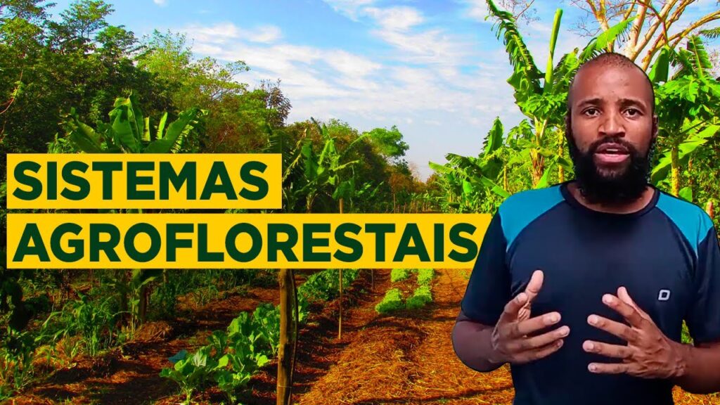Agroflorestas: vantagens para agricultura 13 agroflorestas vantagens para agricultura