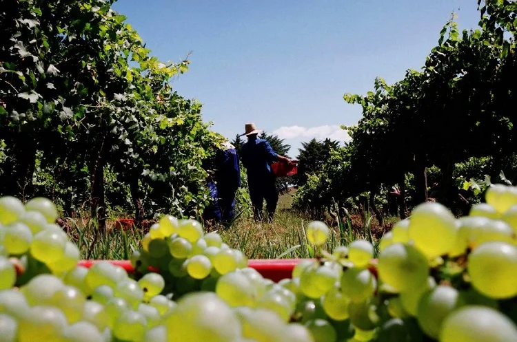 Alerta: Clima reduz safra de uva em 30% 7 alerta clima reduz safra de uva em 30 1
