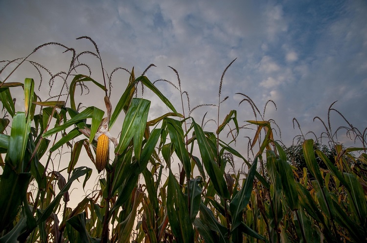Alerta: Menor área de milho em MS
