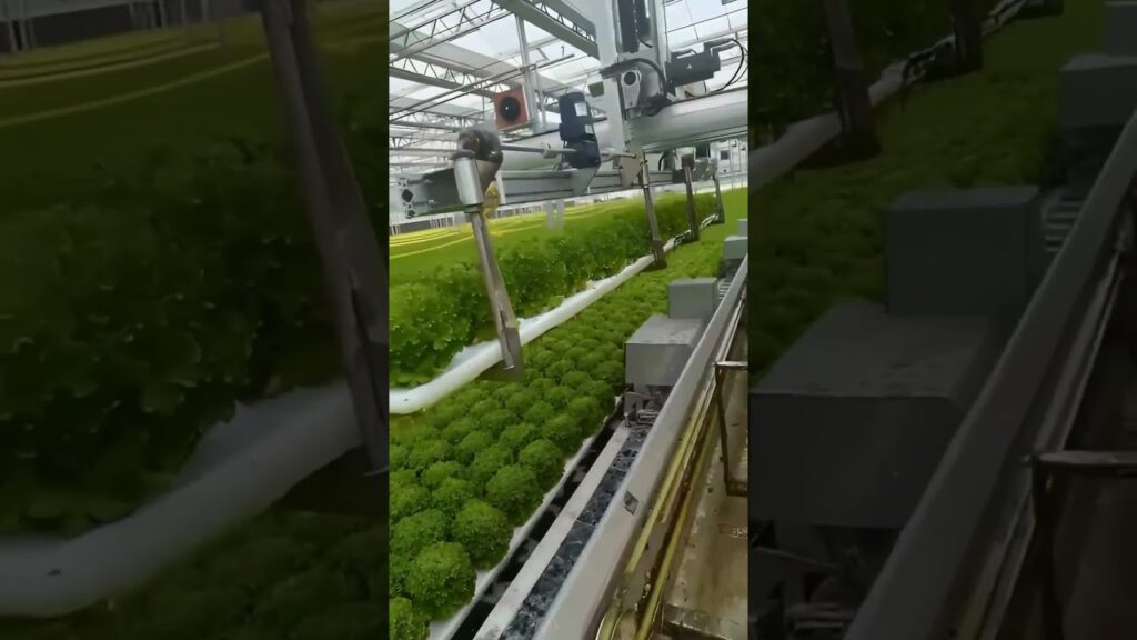 "Alface hidropônico: técnica eficiente!" #hidroponia 2 alface hidroponico tecnica eficiente hidroponia