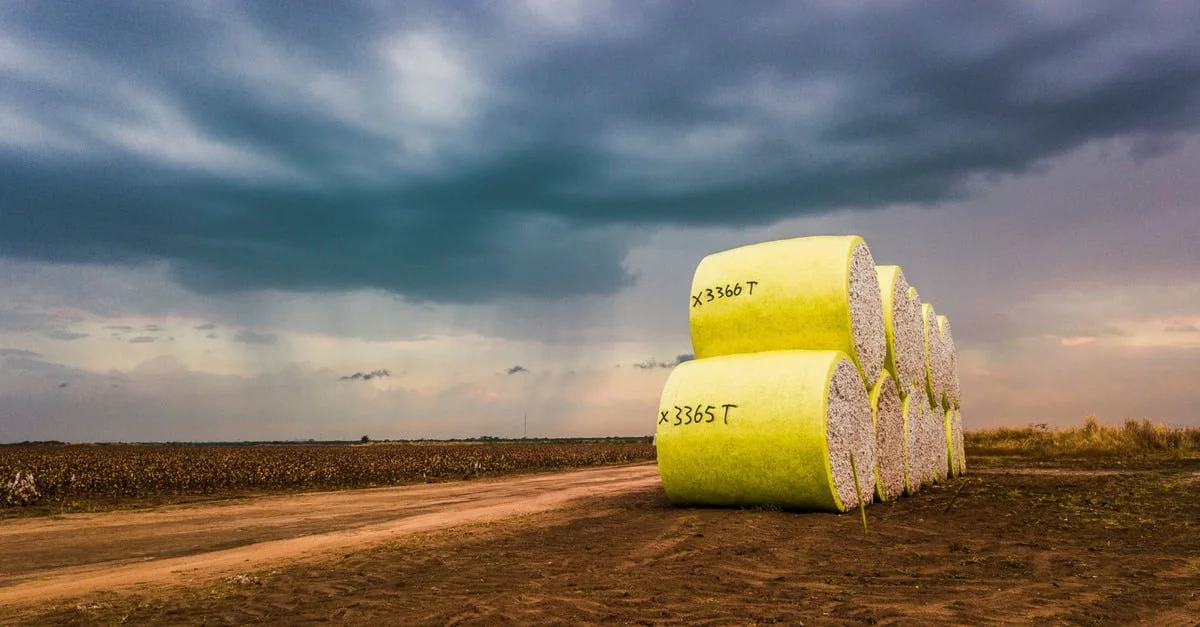 Algodão: produção global em alta. 7 Produção global de algodão deve somar 24,48 milhões de t em 2023/24, diz Icac