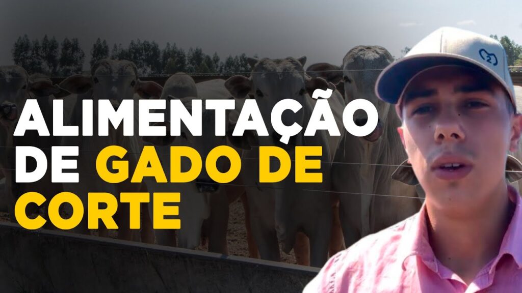 Alimentação eficiente de gado de corte 7 alimentacao eficiente de gado de corte