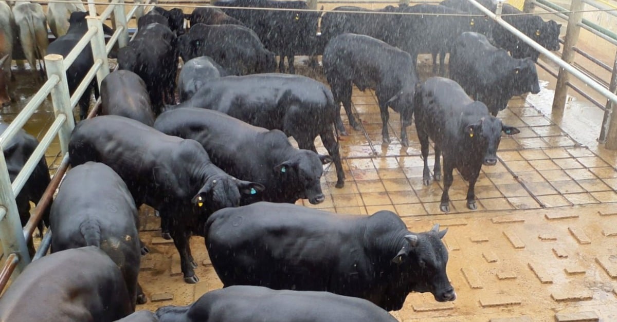 Angus sem dentes surpreende com 21@ em SP!