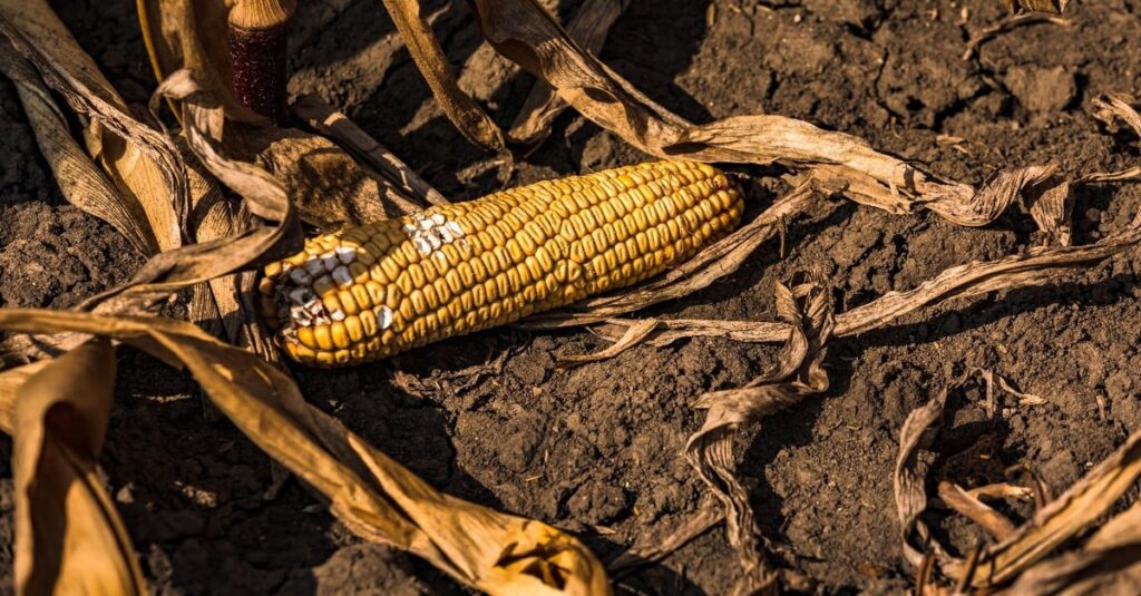 Especialista explica como produtor deve agir diante de perdas imprevisíveis