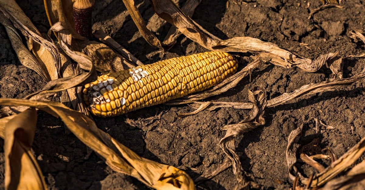 Aprenda a lidar com as perdas!