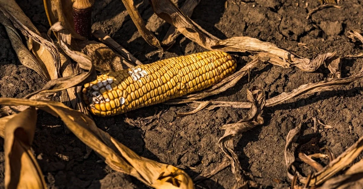 Aprenda a lidar com as perdas! 21 Especialista explica como produtor deve agir diante de perdas imprevisíveis