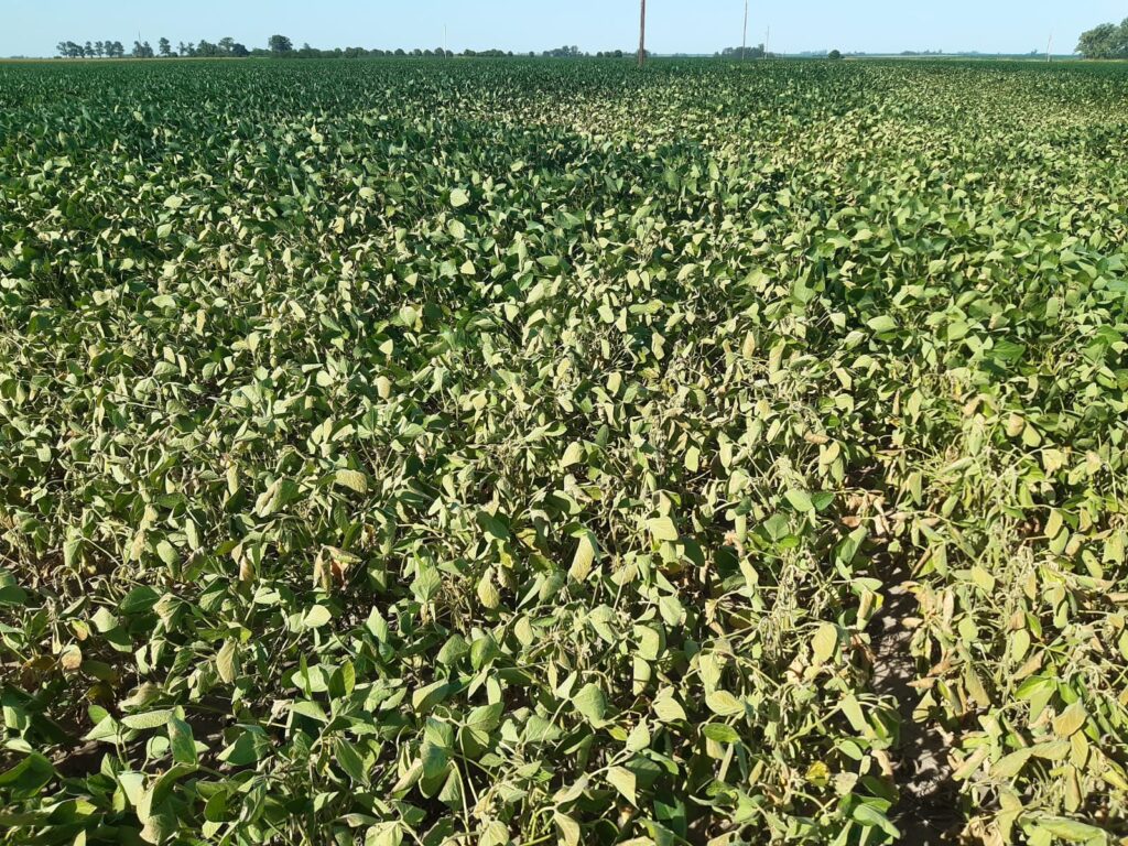 Argentina: Notícias Agrícolas e Grupo Labhoro iniciam crop tour 2024 neste domingo (18)