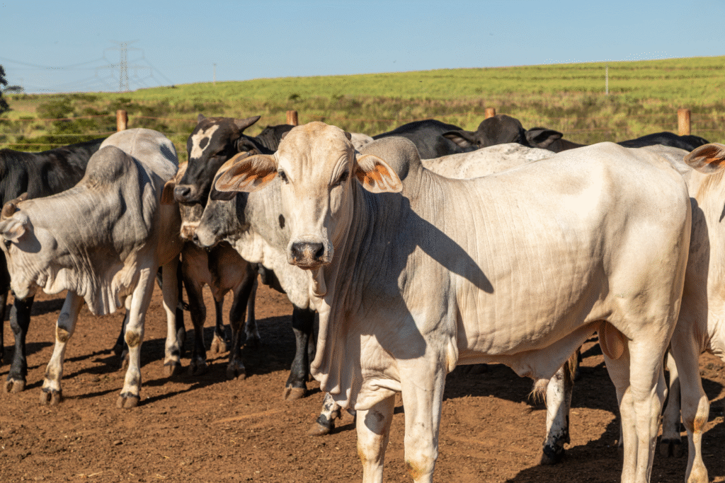 Preço da arroba do boi gordo abre a semana em baixa