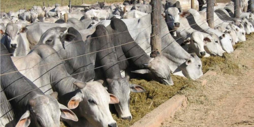 Arroba do boi gordo em baixa!