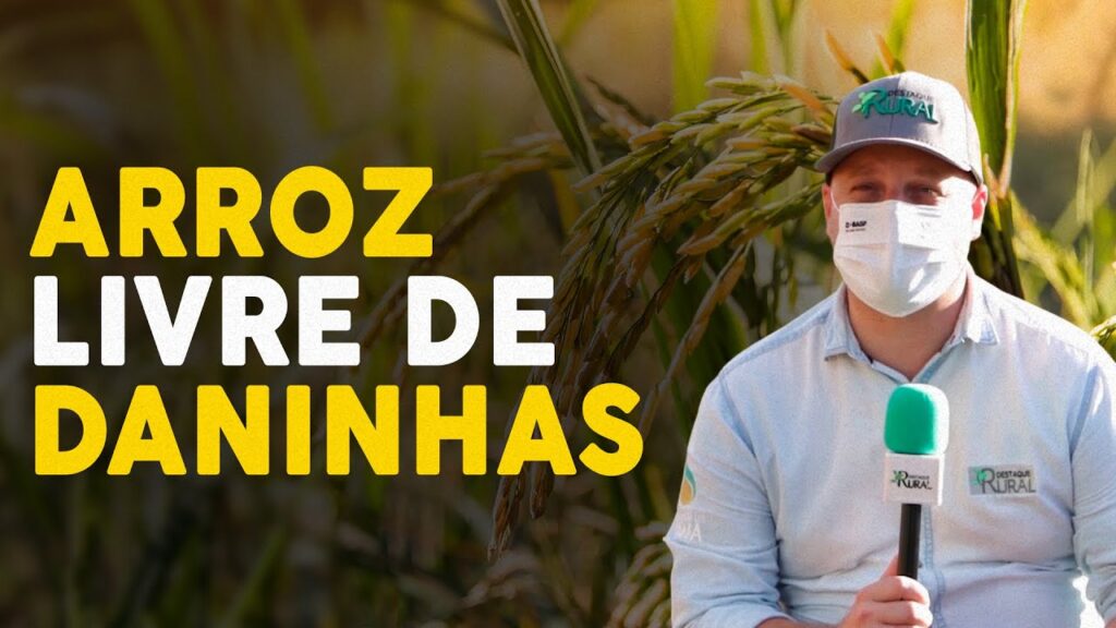 arroz sem plantas daninhas metodos eficazes