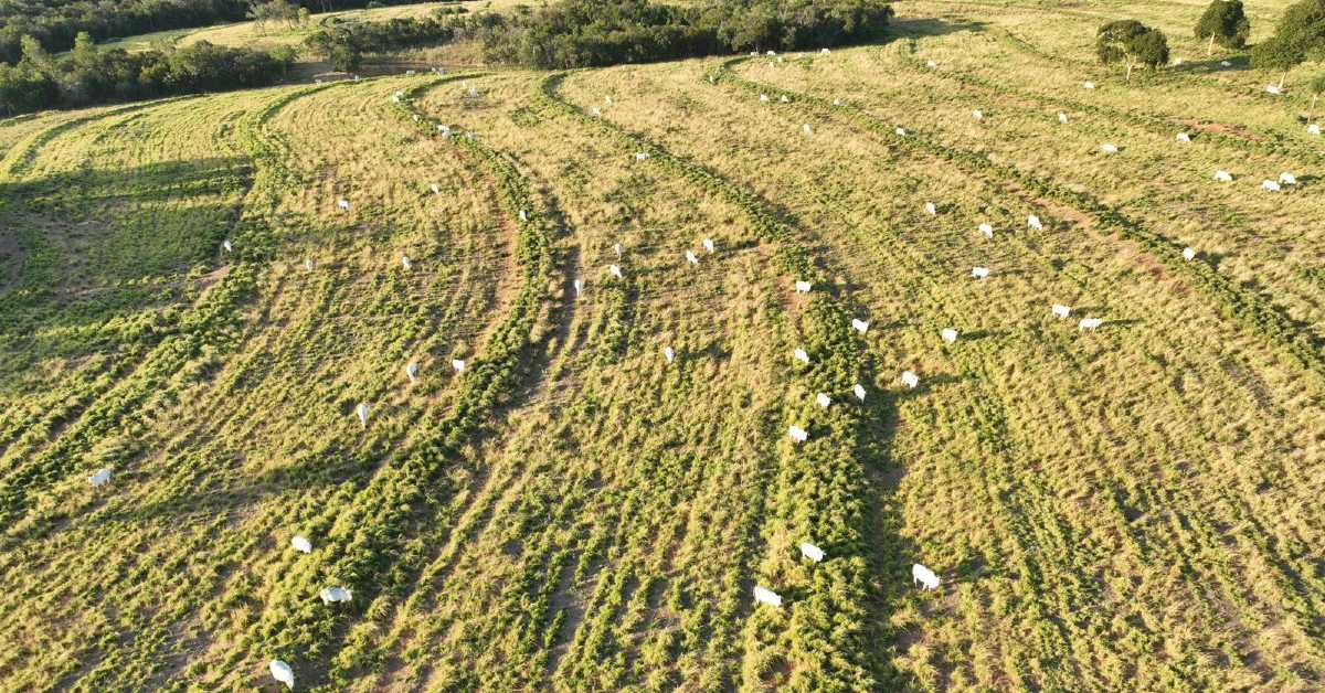 Mais UA/ha com a cultura do capim • Portal DBO