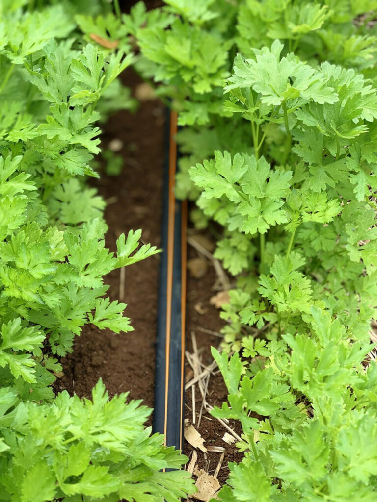 Irrigação por gotejamento pode aumentar em até 150% a produção de hortifrúti